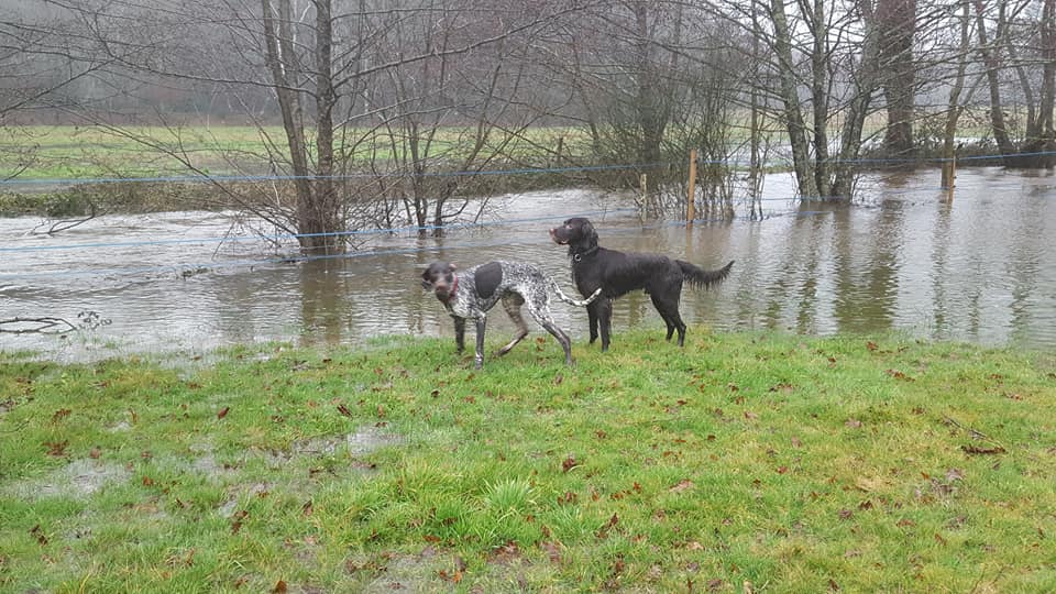 dogs and flood